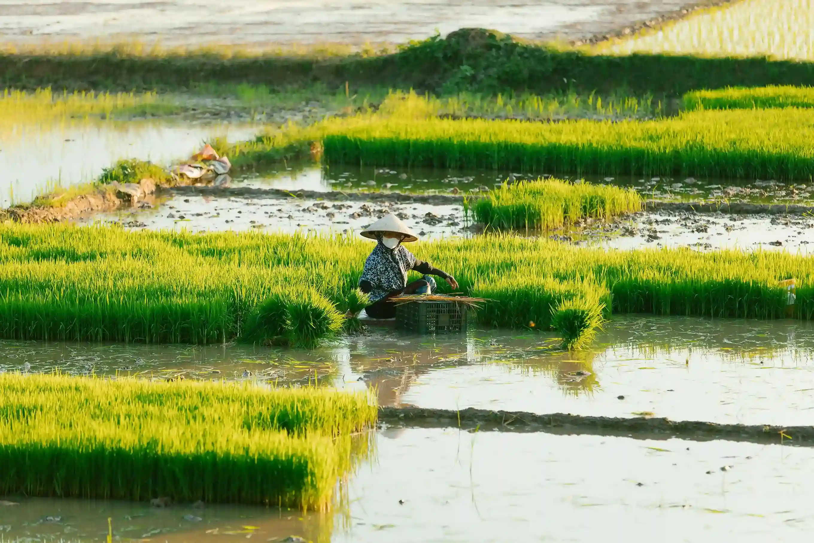 Rice field cultivation supporting sustainable livelihoods